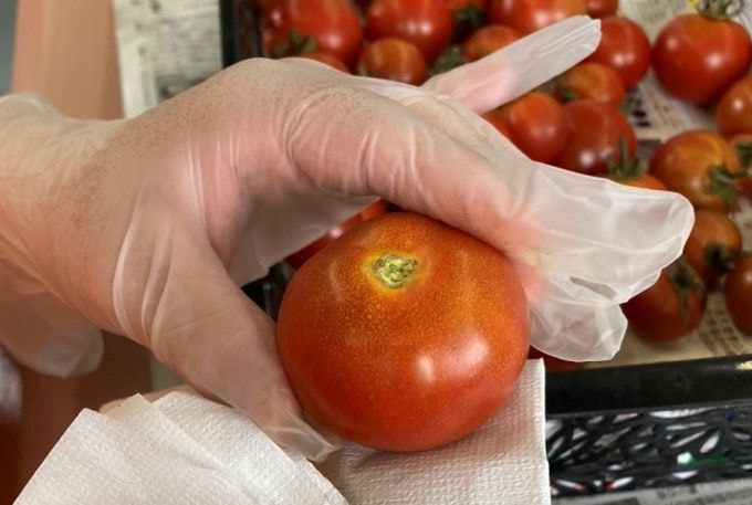 真っ赤なトマトを拭いている手元のアップ